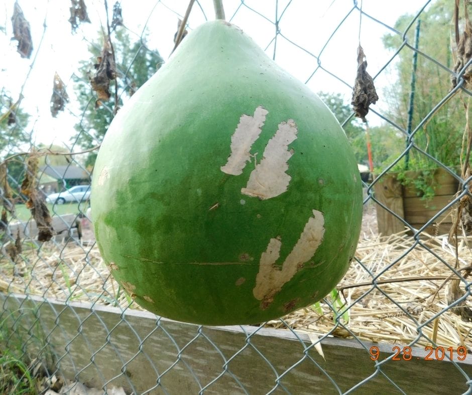 bushel gourd growing on a vine on chain link fence