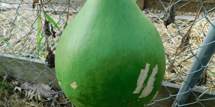 How to Grow Bushel Gourds