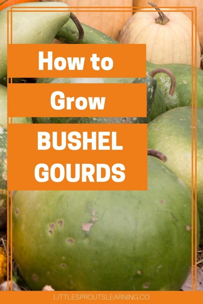 A big pile of bushel gourds drying