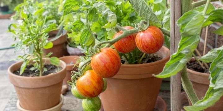 My favorite thing to plant with my tomatoes every year is basil. It has a strong scent that keeps hornworms away and gives the tomatoes an extra boost of flavor. I plant a basil plant in between each of my tomato plants.
