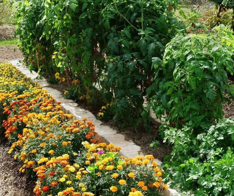 tomato plants with marigolds and pansie