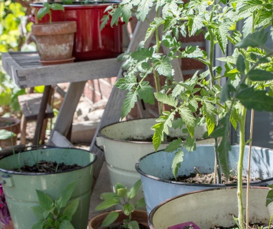 tomato plants in pots with herb plants nearby