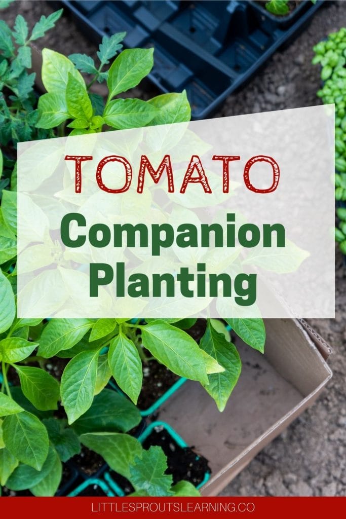 Tomato Companion Planting