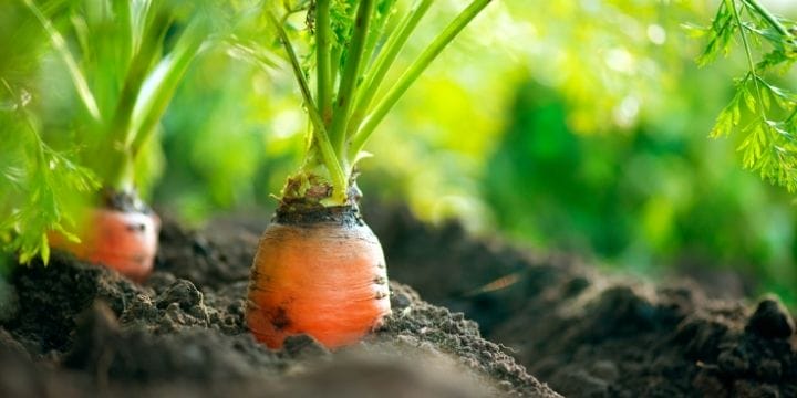 Carrots growing in the garden