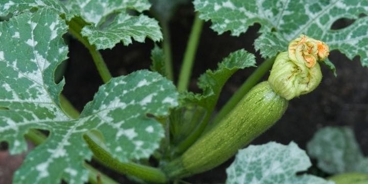 squash growing on the vine, zucchini