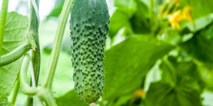 cucumber hanging on the vine in the garden