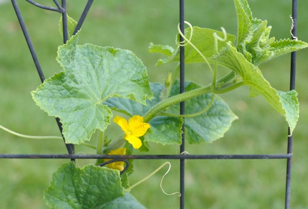 cucumber vine growing up a fence with yellow blooms on it