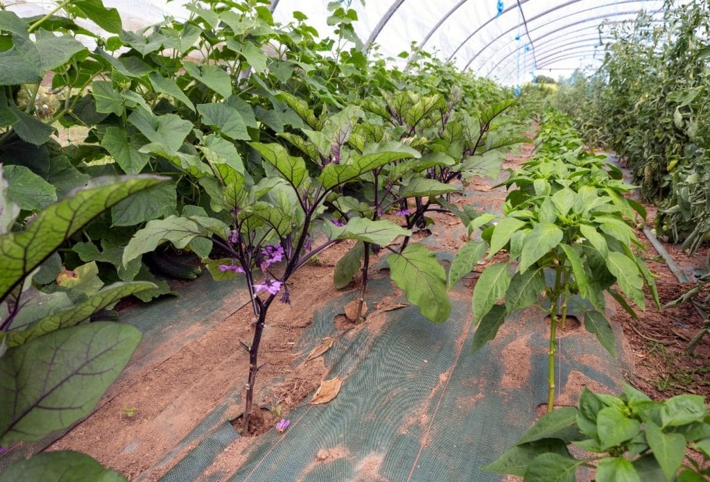 eggplant and cucumbers growing along side one another in the garden
