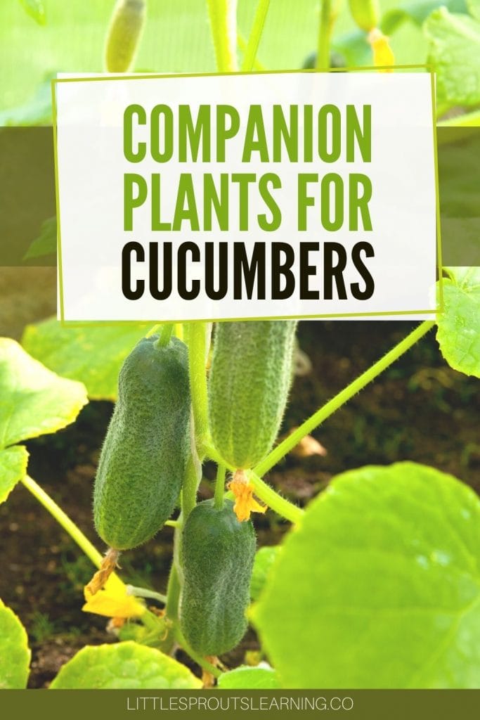 Cucumbers hanging on the vine in the garden with the sun shining through