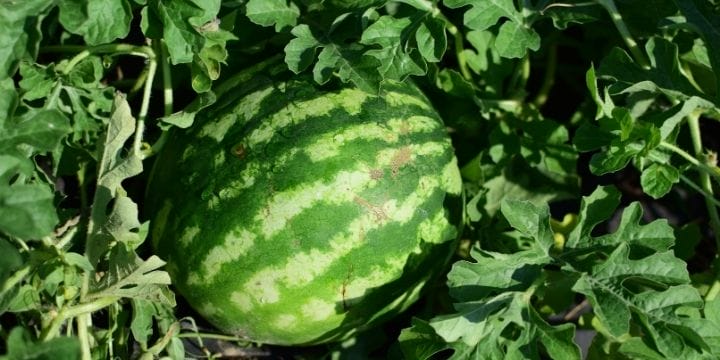 watermelon growing on the vine in the garden