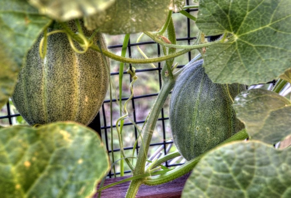 melons hanging on the vine in the garden