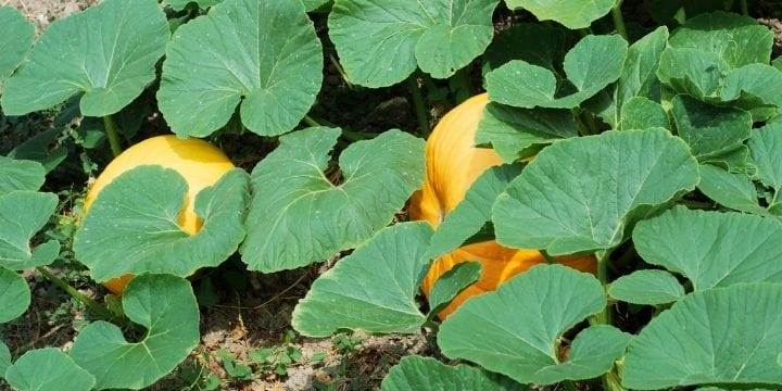 orange pumpkins peeking through the green vines they are growing on in the garden
