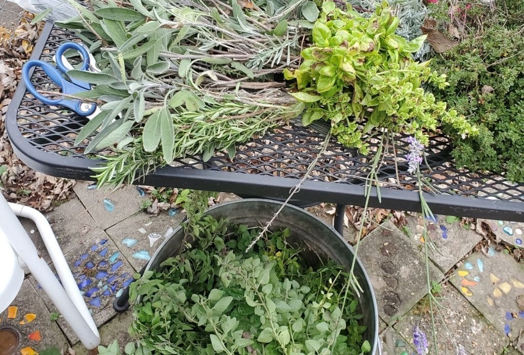 Bundles of herbs sitting on a table