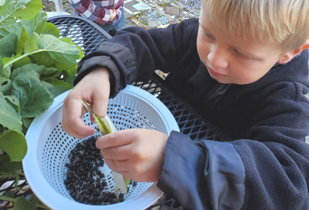 a child saving seeds from an okra pod into a colander.