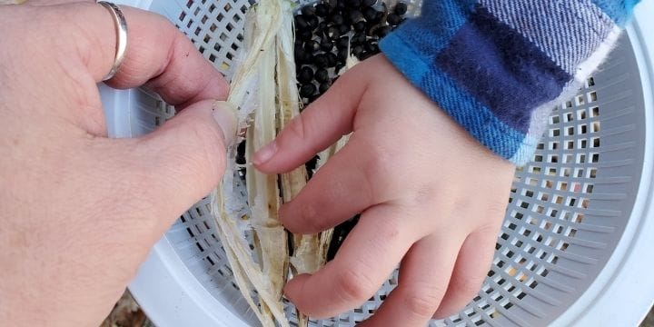 small child digging seeds out of an okra pod to save for next year.