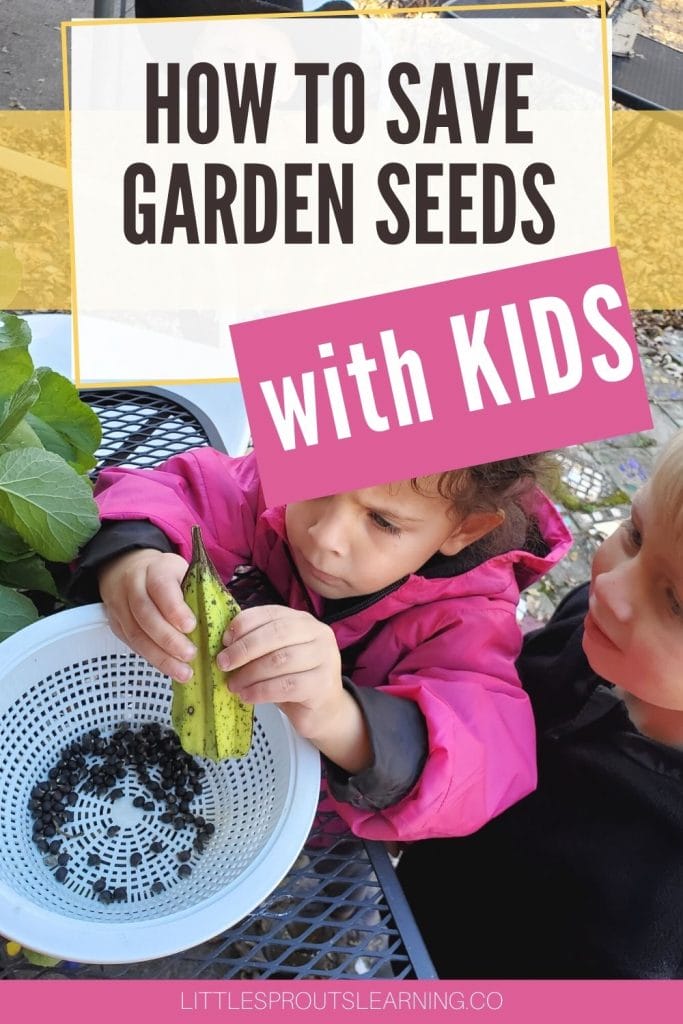 little girl picking seeds out of an okra pod to save for next year