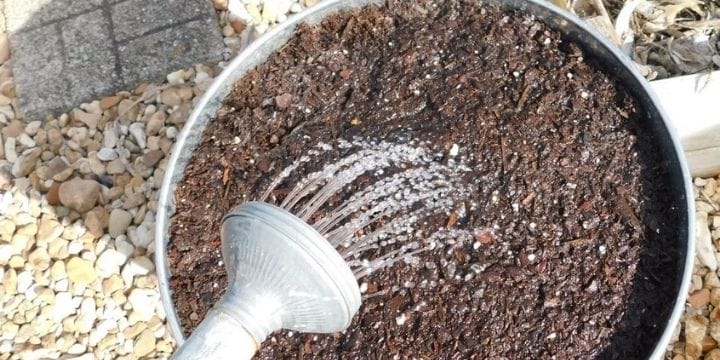 bucket of soil with water coming out of a watering can