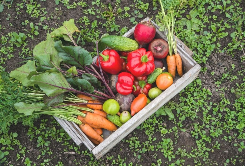 Basket of homegrown garden veggies in oklahoma sitting on the ground