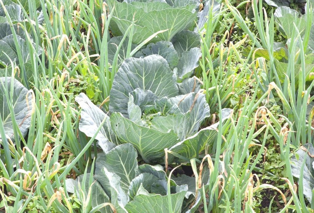 cabbage and onions growing together in oklahoma garden