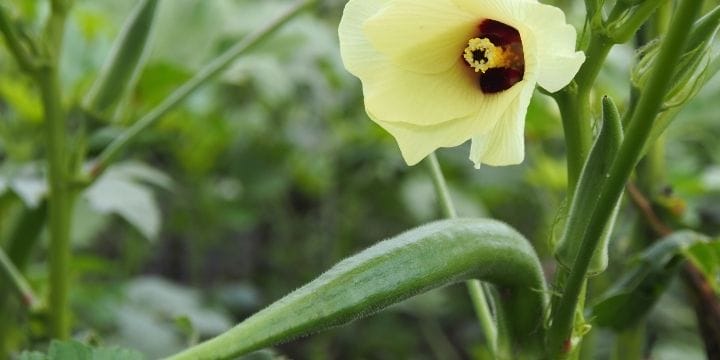 okra plant growing in the oklahoma vegetable garden with an okra pod and flower