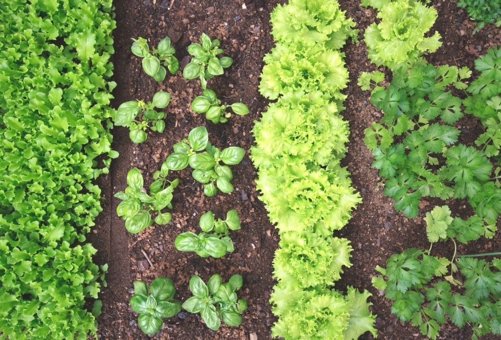 rows of plants in the garden, lettuce, basil, and other companion plants for lettuce