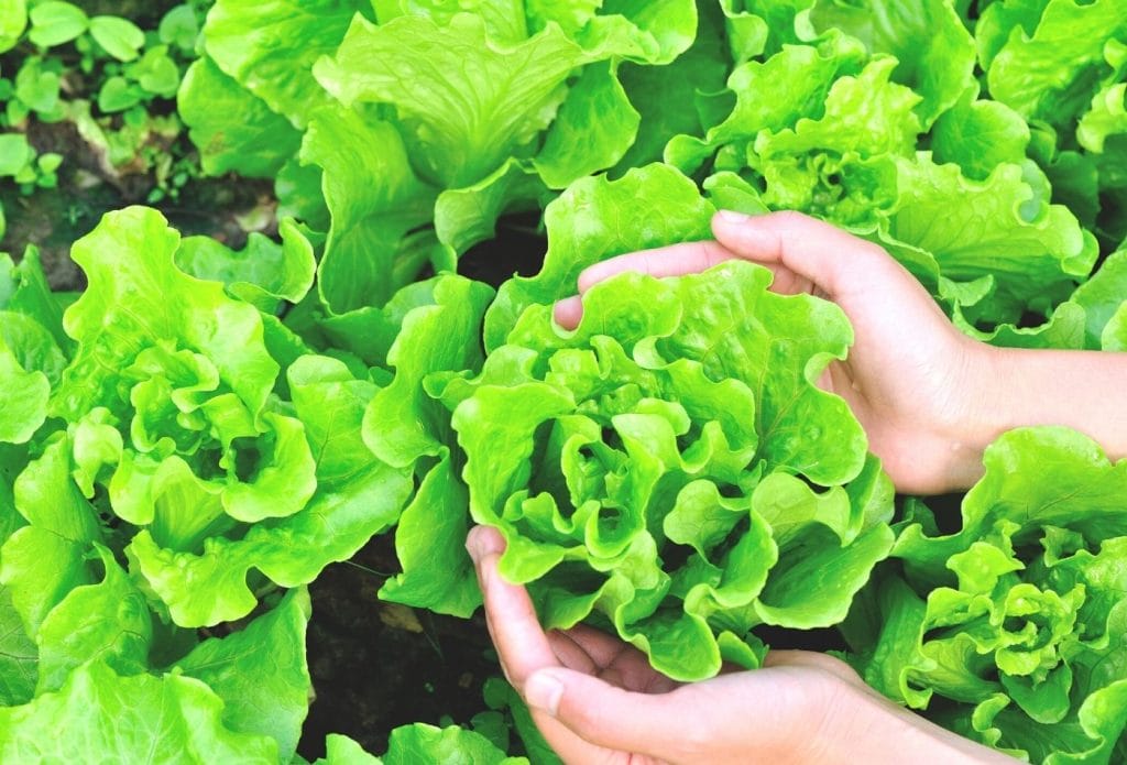 someone holding a head of lettuce in the garden