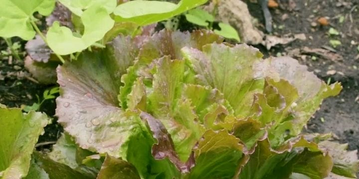 lettuce and green beans growing together as companion plants in the garden