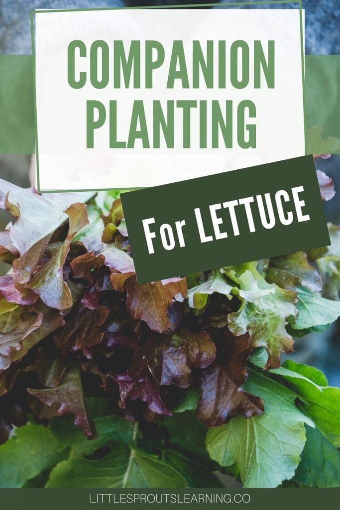 someone holding a bundle of freshly harvested lettuce from the garden
