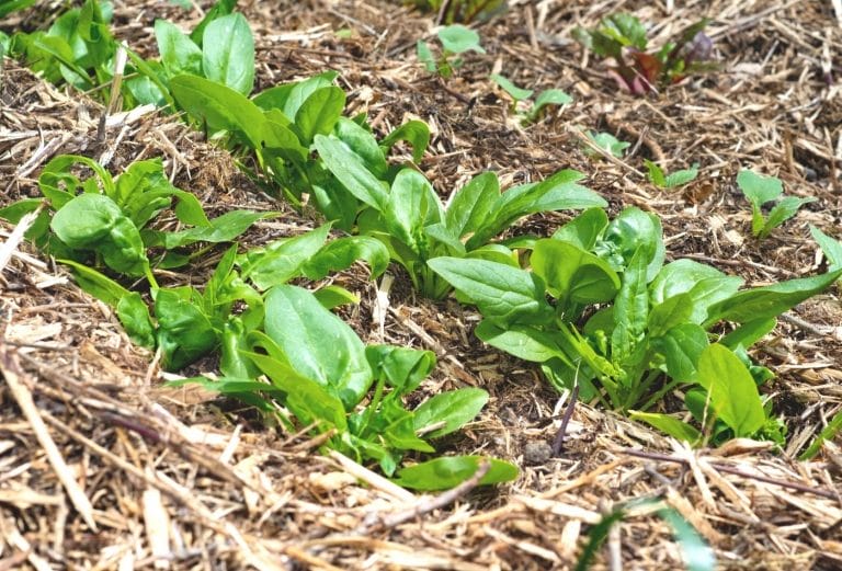 rows of spinach in the vegetable garden