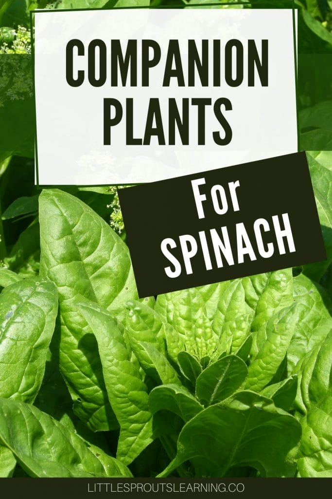 spinach growing in a garden showing companion plants