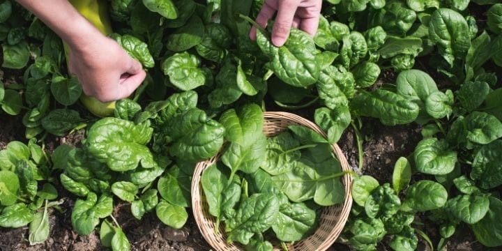 spinach being cut from the garden and put in a bowl