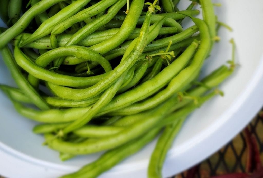 extra green beans from the garden