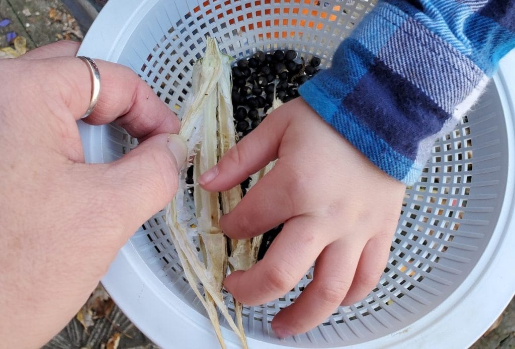 child and adult harvesting okra seeds to save for next year in a colandar