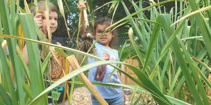 kids picking garlic in home daycare preschool garden