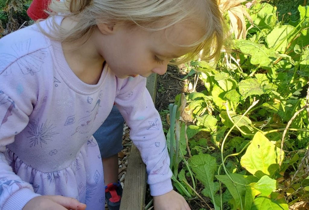 child planting cabbage plant in a kids vegetable garden