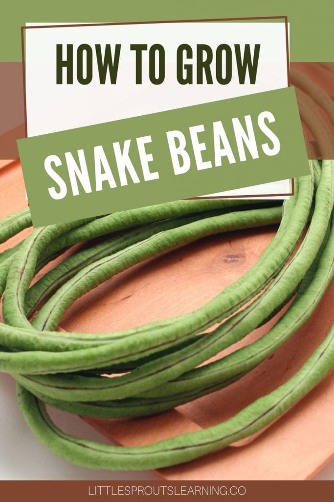 snake beans in a pile on the cutting board in the kitchen. They are wound around in a spiral.