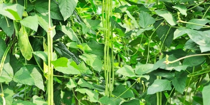 snake beans growing on the vine in the garden