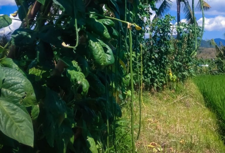 snake beans or asian long beans growing in the garden hanging down from their vines