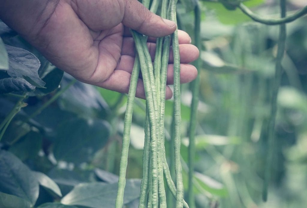 snake beans or asian long beans growing in a bundle on the vine with a hand gathering them up in a group