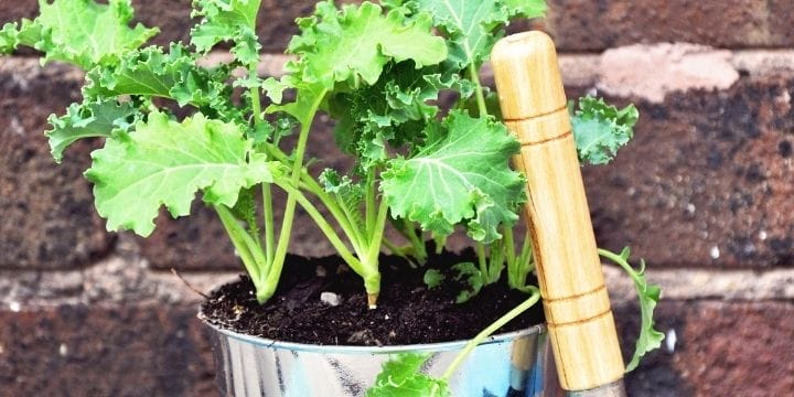 Kale growing in a small pot with a shovel leaning on it