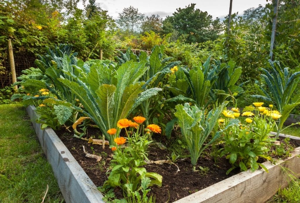 Kale growing in a raised bed container with marigolds and other vegetables