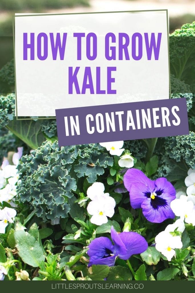 Kale growing in a container with pansies
