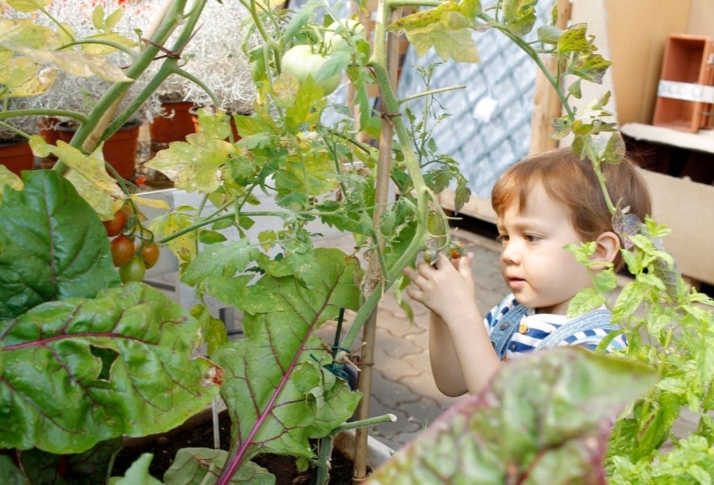 small child picking a tomato in the garden activities for toddlers