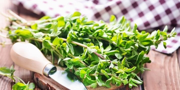 Small bundle of cut marjoram from teh garden on a cutting board with a knife and a purple checked towel.