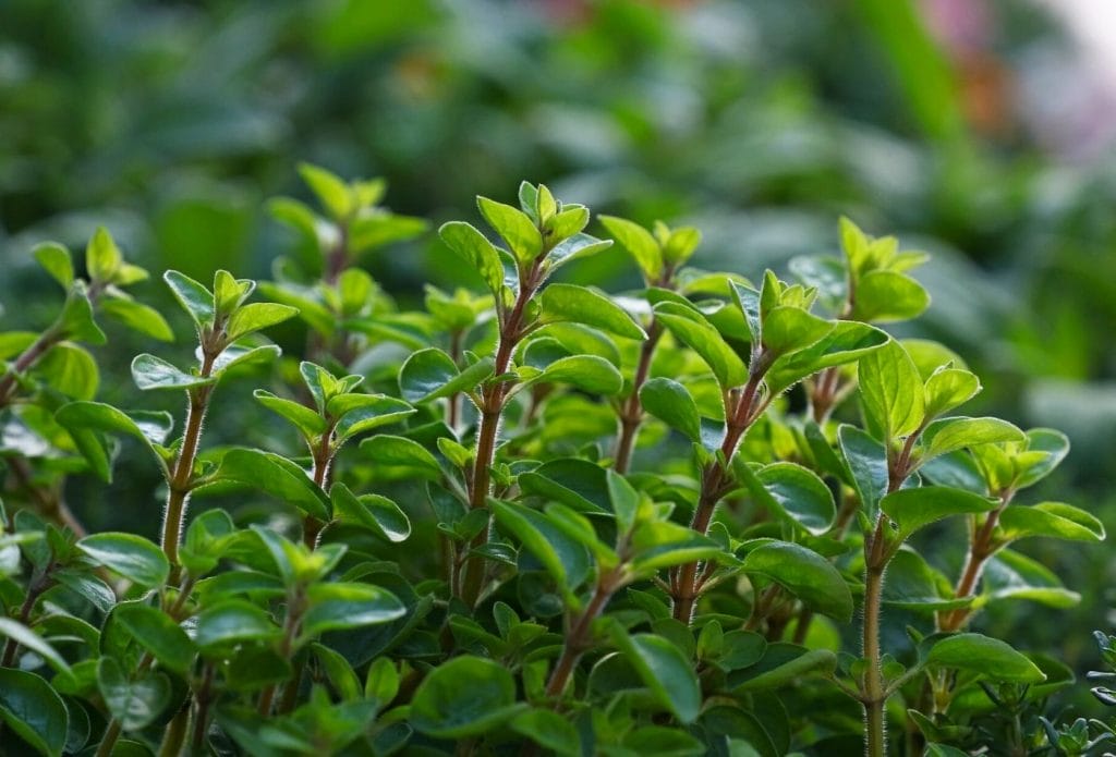 marjoram growing in the garden