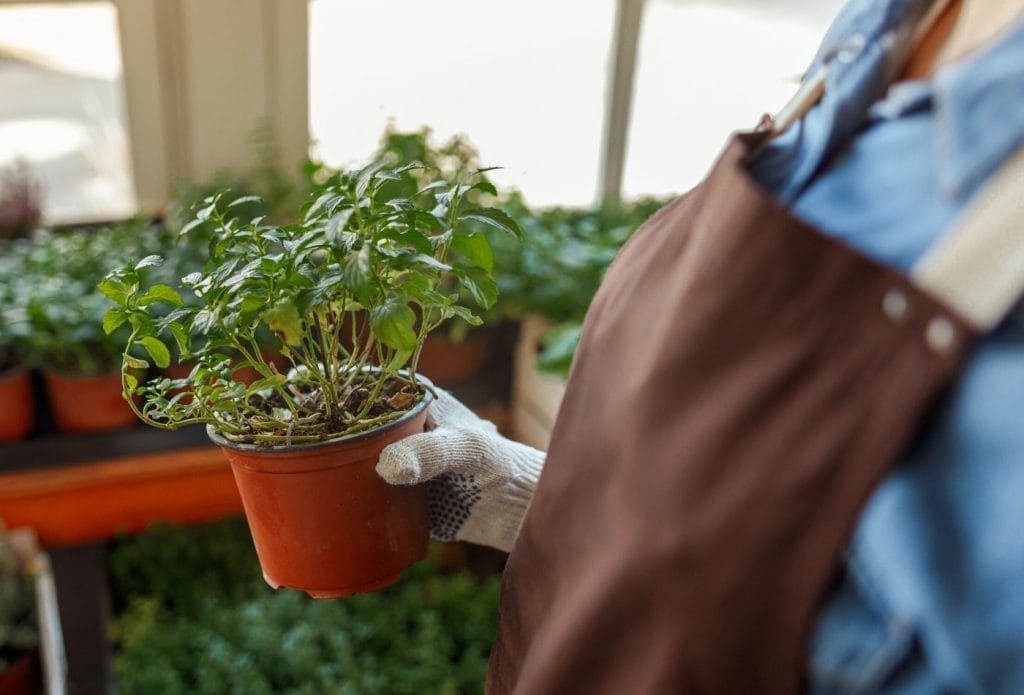 person wearing garden gloves and apron holding a marjoram seedling in the garden center