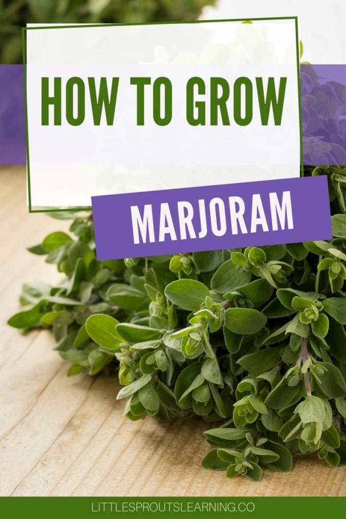 Bundle of marjoram on a board