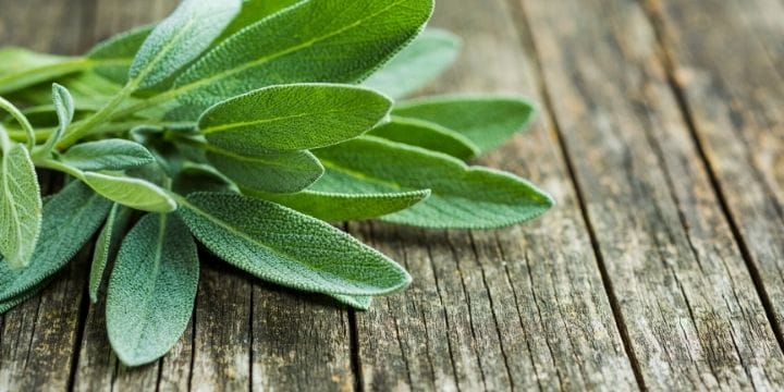 bunch of sage cut and laying on weathered boards