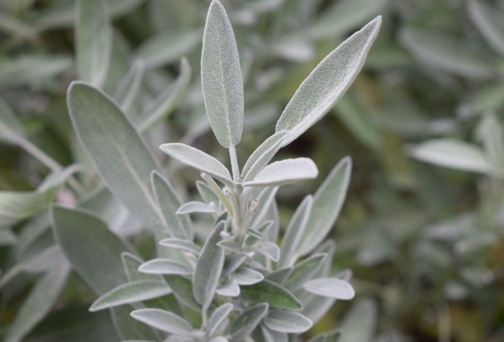 white sage growing in the garden