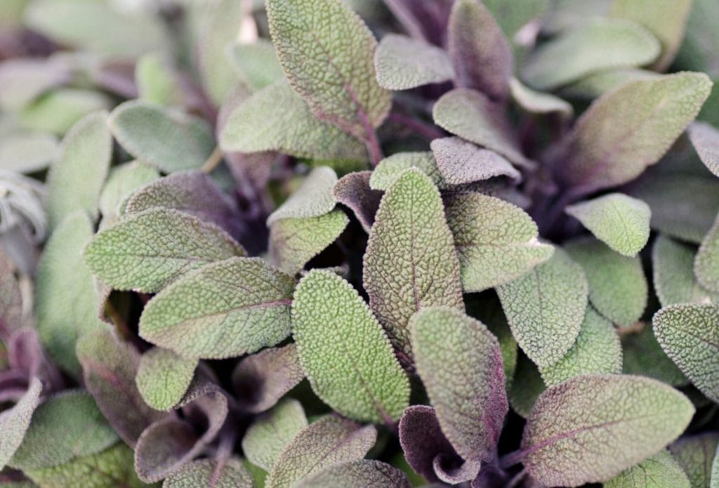 purple sage growing in the garden